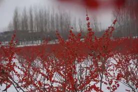 “中国红”喜庆又高级，泰安化马湾乡冬日的北美冬青超有氛围感图片