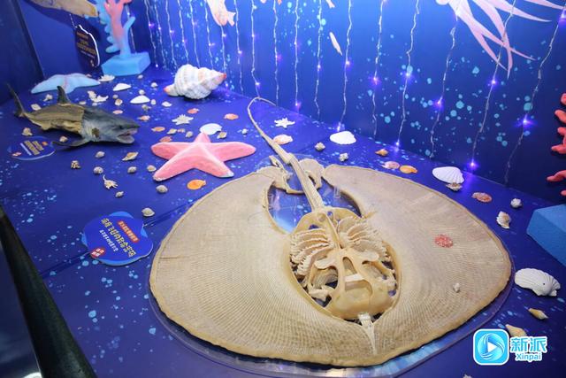 元旦去哪玩？潍坊市科技馆藏着一片 “海底世界”