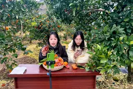 重庆垫江：用好网上“云”销路 农特产品不愁卖图片