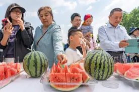 提前一周迎来最佳“赏味期”，沪上夏日“顶流”西瓜上市了图片