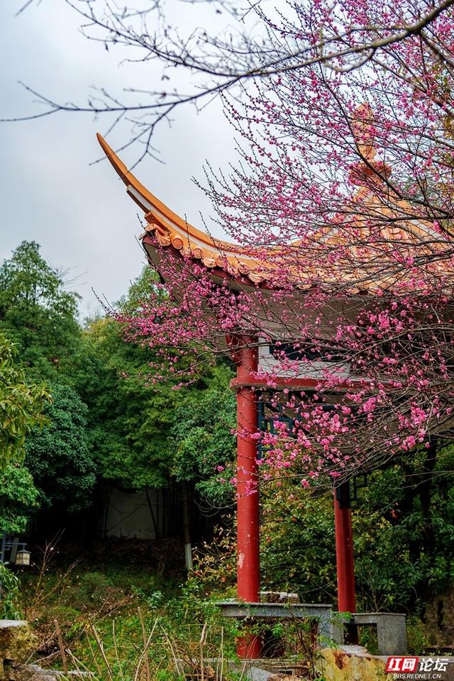 组图丨黛瓦红梅，是藏在石峰公园里的中式浪漫