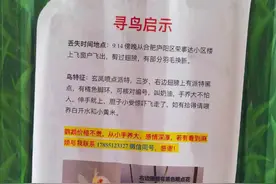 这有一张寻鸟启事！合肥小陈的鸟丢了图片