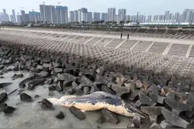 汕头海边出现一头死亡鲸鱼，会出现“鲸爆”吗？最新消息图片