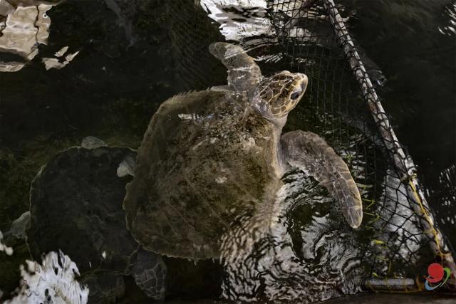 一键解锁湛江海岛天花板！这份官方推荐的「海岛漫游指南」请查收！