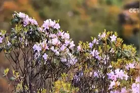 “赏花游”带火乡村文旅消费 春日经济“一路繁花”绘就活力图景图片