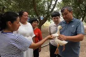 麦盖提县：大鹅养殖产业旺 致富路上“向天歌”图片