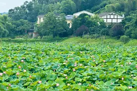 今日夏至：风蒲猎猎小池塘 过雨荷花满院香图片