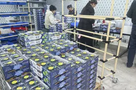 闲置土地“蓝”海生金，惠城芦洲岚田村蹚出乡村振兴“莓”好路图片