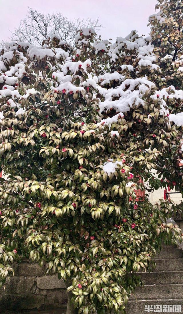 春雪润崂山，太清入画来
