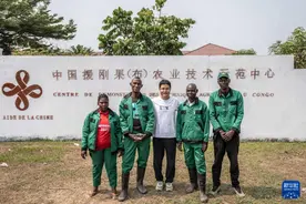 镜头连中外丨“小”木薯结硕果 在非洲播种丰收希望图片