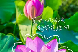 武汉最新赏荷地图来了！40座城市公园“荷”你不见不散图片