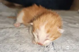 青年说｜克隆小橘猫，纯国产！图片