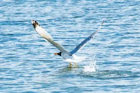 嘉峪关：渔鸥嬉戏闹东湖图片