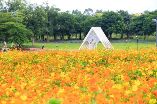 今日立秋 | 清风携暑去，菊色染秋光