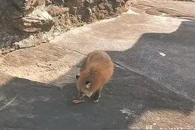 风景区出现赤狐 性格温顺不怕人图片