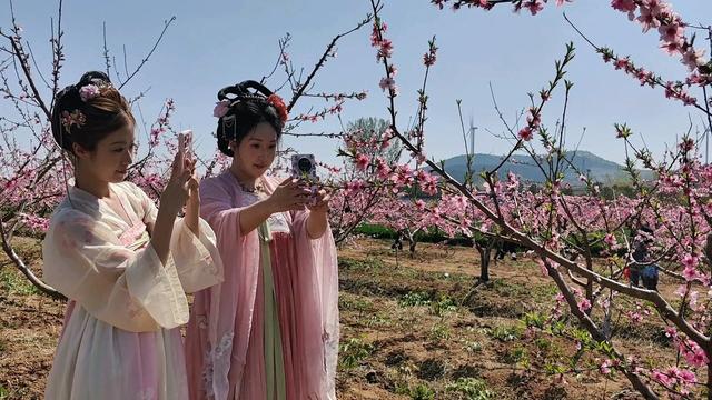 2026年枣庄市群众文化艺术季暨台儿庄区“桃醉山乡”第十二届桃花季启幕