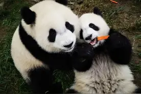 秦岭两只大熊猫有名字了：沛沛和荣荣图片