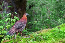 共享观鸟盛宴 2025年第二届瓦屋山国际观鸟季启幕！图片