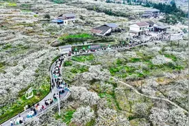 四川宣汉庙安李花如雪似云图片