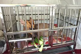 湖北十堰竹山县多方联动成功救助国家"三有"保护动物小麂图片