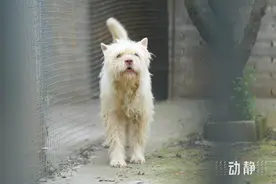 哇！这就是“网红顶流”下司犬……图片