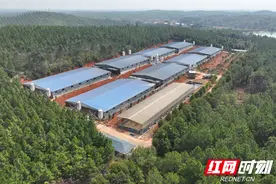 天心种业艾中心：扎根一线二十五载的“猪爸爸”图片