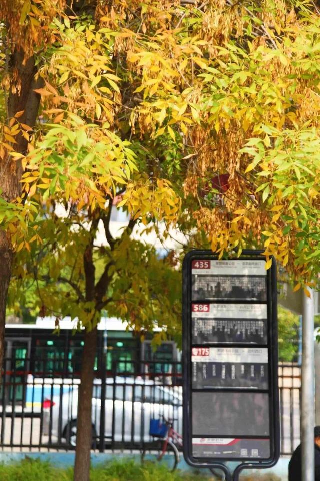 惊艳！身边的北京秋景“天花板”来了！