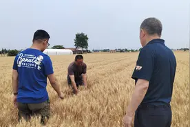 长满杂草的田垄成为新“粮仓”，龙口市农民“土专家”的小发明助农增产又增收图片