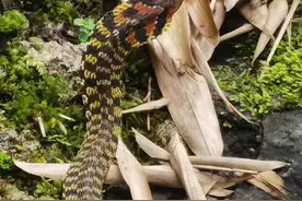 蛇年话蛇∣会“吸星大法”的虎斑颈槽蛇现身凤庆自然保护区图片