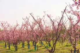 猪油拌饭，每一口都是儿时回忆！图片