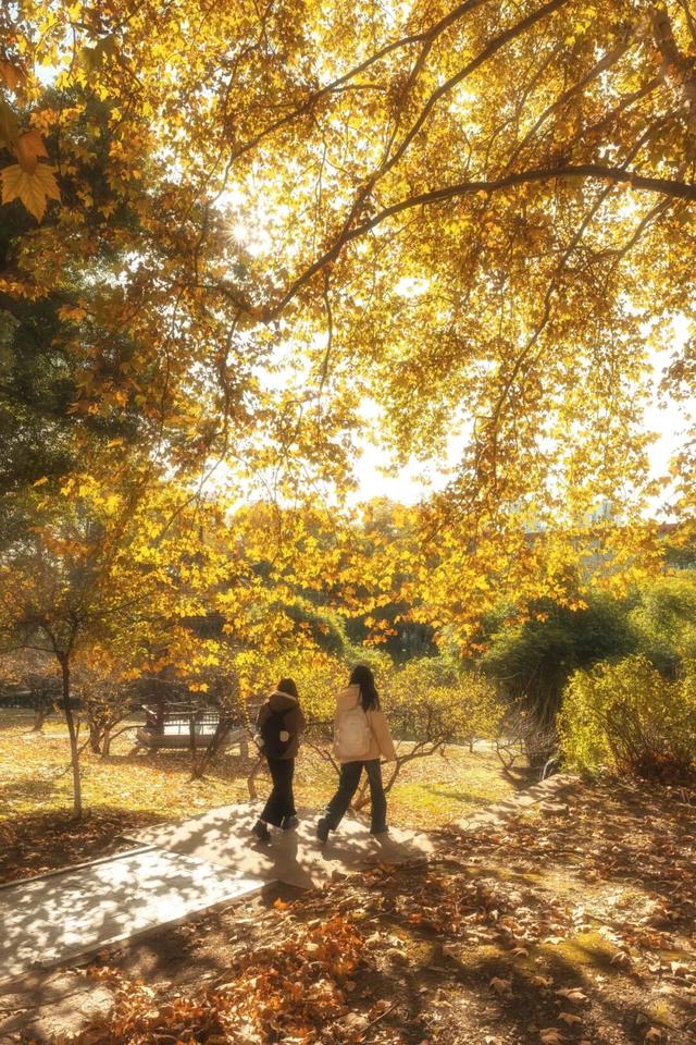 最好的秋天，在华师！