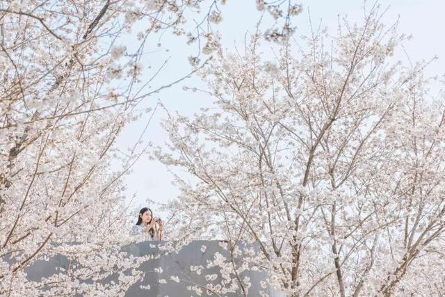 谁能拒绝日照的春天