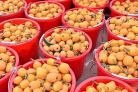 眉山仁寿大棚枇杷“熟”啦！ “五一”假期体验采摘正“巴适”图片