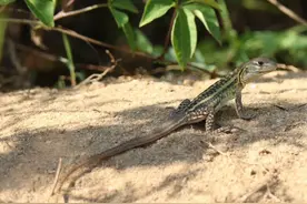 珠海首次记录到国家二级保护动物蜡皮蜥图片