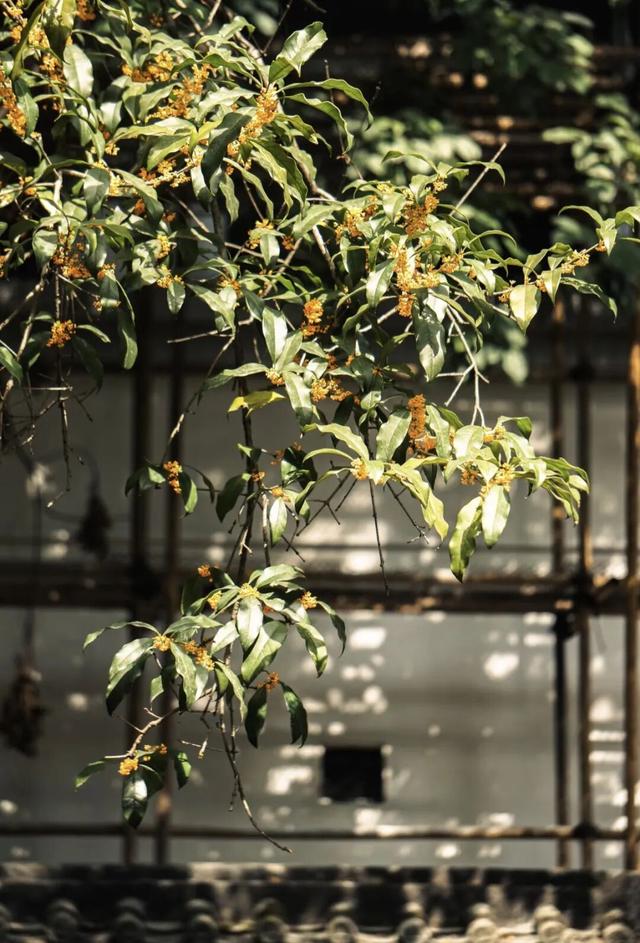 你闻到了吗？福州这些地方好香！