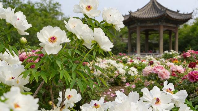 时间+地点，邀你来青州赏花啦
