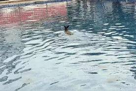 山里贵客寒冬误入小区泳池：原来是动物界“香妃”林麝，系国家一级保护动物图片