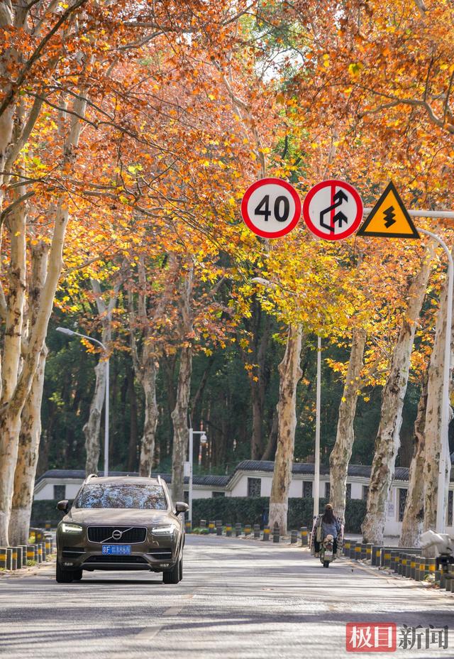 暖阳催彩叶，世界东湖初冬盛景已上线