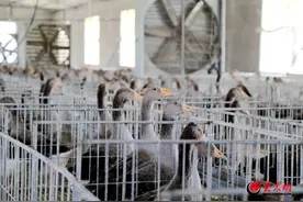 揭秘潍坊临朐鹅肝产业丨一只朗德鹅  引吭高歌县域经济展翅腾飞图片