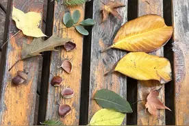 落叶成画，带秋天回家！“捡秋”潮兴起，市民游客打开浪漫“盲盒”图片