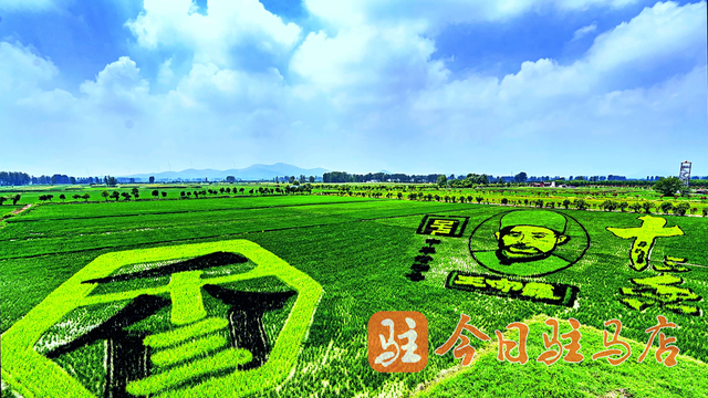 确山留庄：万亩稻田绿意盎然 美景如画