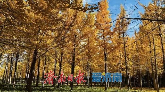 秋色不等人 速来解锁公园景区的N种玩法！