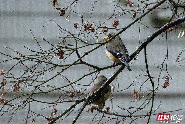 组图丨大寒日，去株洲文化园收集春天的预告片