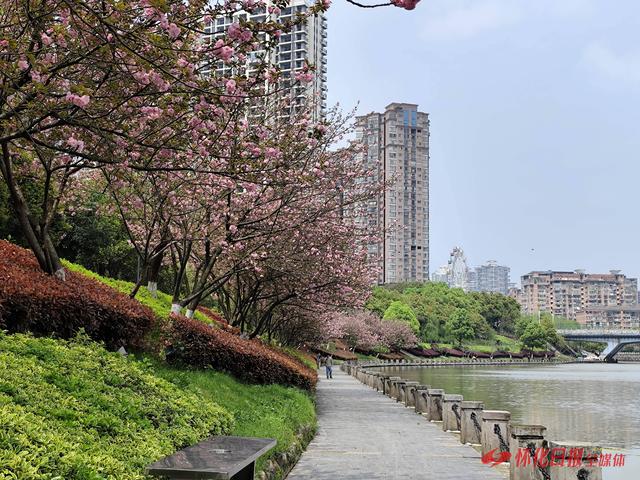 雨过天晴春光盛 鹤鸣洲樱花绽放引游人