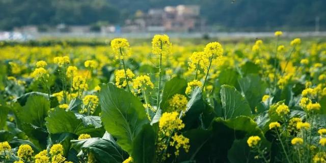 视觉增城｜“果”然有趣！快来正果邂逅甜蜜“丰”景