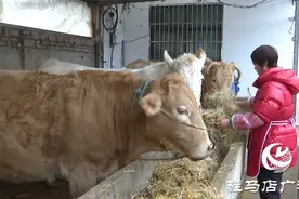 正阳县铜钟镇闫庄村：肉牛养殖连片发展 致富道路越走越宽图片