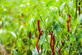 【高清组图】贵州黔西：辣椒喜丰收图片