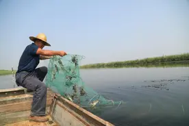 阳澄湖大闸蟹9月下旬开捕，但这些产地的大闸蟹已经来了图片