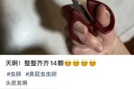 凌晨 3 点，一排绿色虫卵，在我身上孵出 14 个崽！图片