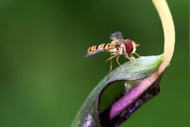 夏天来时，大家都在想念半夏图片